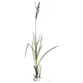 Carex-acutiformis