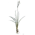 Carex-gracilis