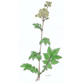 Filipendula