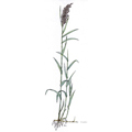 Phragmites-communis